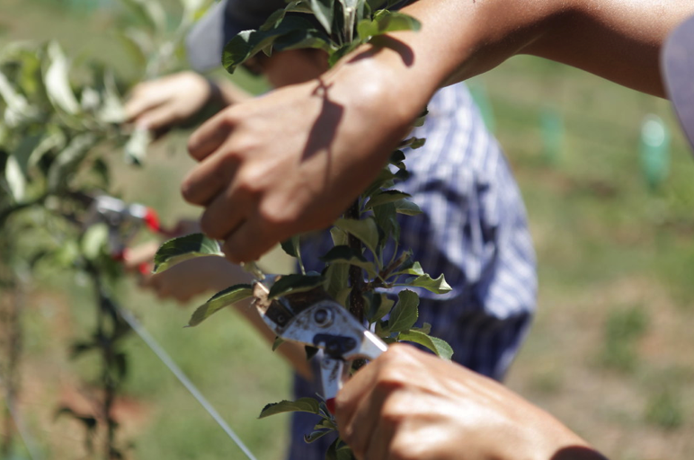 growing-fruitful-apple-trees